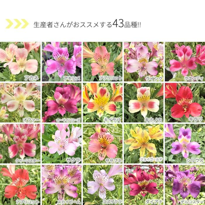 日本花キ流通 予約販売 アルストロメリア 苗 ヤガスリ 10.5cmポット
