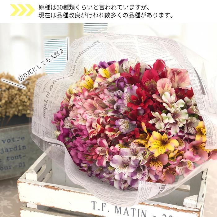 日本花キ流通 アルストロメリア 苗 レインボー 10.5cmポット 斑入り