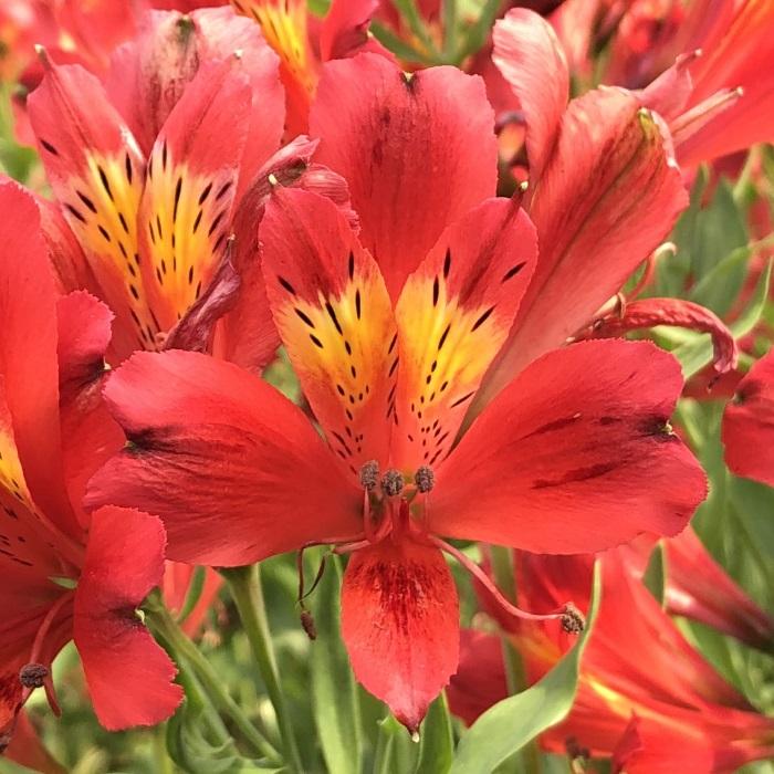 日本花キ流通 予約販売 アルストロメリア 苗 レッドスター 10.5cm