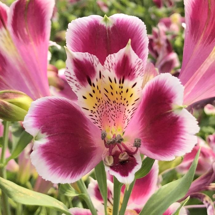 日本花キ流通 予約販売 アルストロメリア 苗 レビバ 10.5cmポット