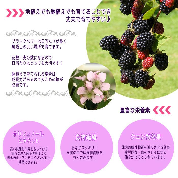 父の日ギフト ブラックベリー 鉢植え 5号鉢 送料無料 ギフト 贈り物 プレゼント Z フラワーネット日本花キ流通 通販 Yahoo ショッピング