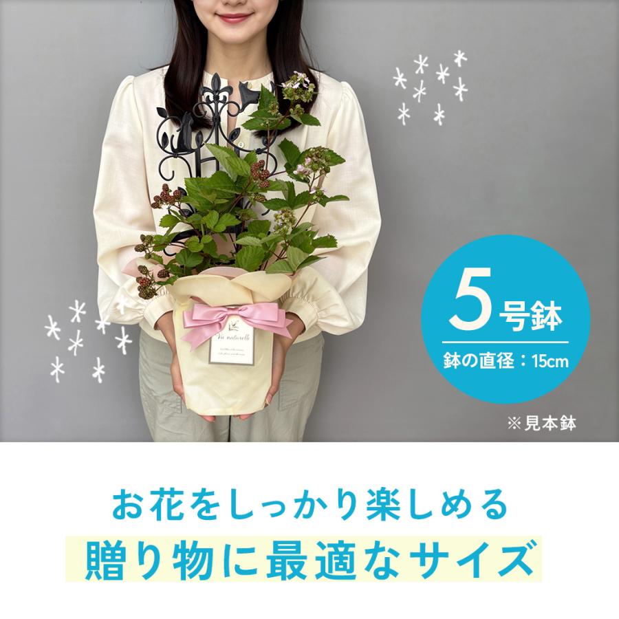 日本花キ流通 父の日 花 ギフト ブラックベリー 5号鉢 送料無料 父の日