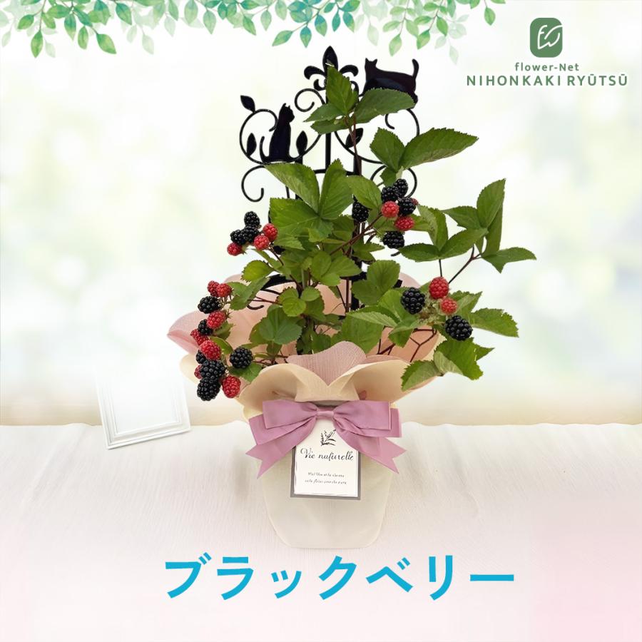 日本花キ流通 父の日 花 ギフト ブラックベリー 5号鉢 送料無料 父の日