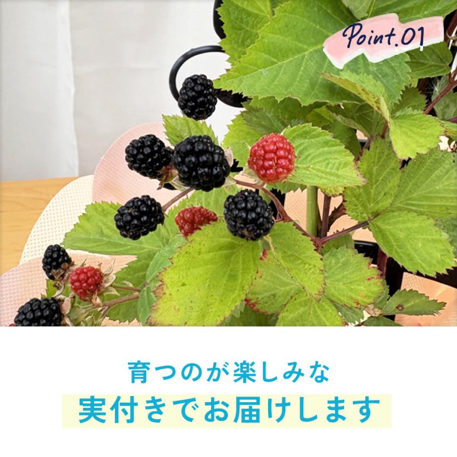 日本花キ流通 父の日 花 ギフト ブラックベリー 5号鉢 送料無料 父の日
