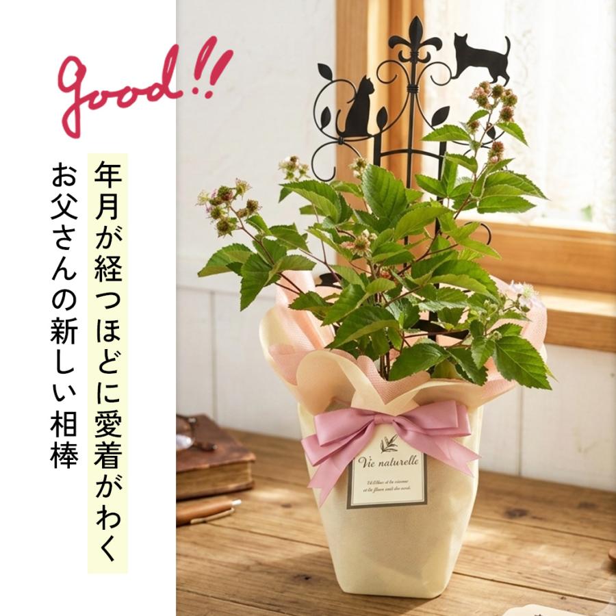 日本花キ流通 父の日 花 ギフト ブラックベリー 5号鉢 送料無料 父の日