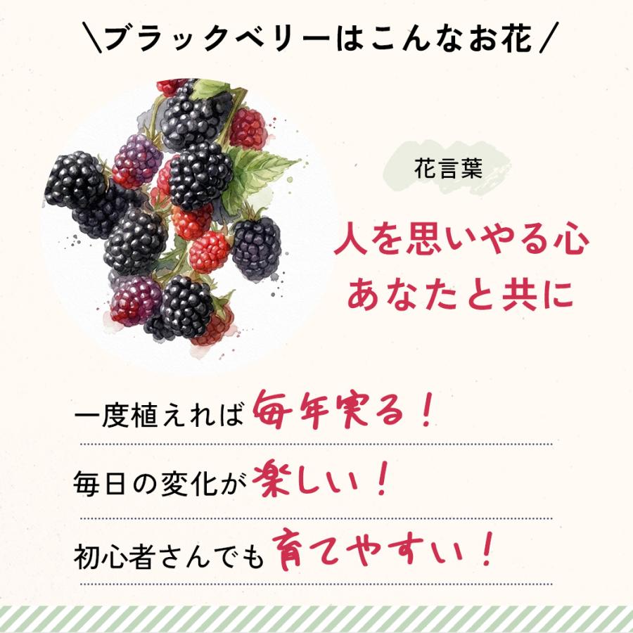 日本花キ流通 父の日 花 ギフト ブラックベリー 5号鉢 送料無料 父の日