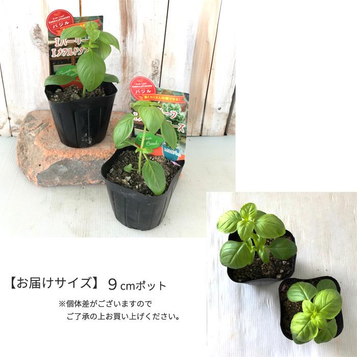 日本花キ流通 バジル 苗 エバーリーフ エメラルドタワーズ 9cmポット