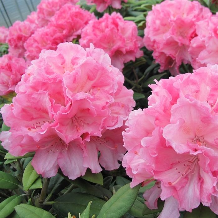日本花キ流通 予約販売 シャクナゲ ハイドンハンター 5号鉢 開花予定株