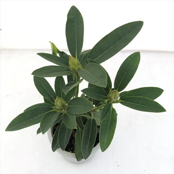 オキシャクナゲ/濃色【現品発送】管理70620 オキシャクナゲ/濃色【現品発送】管理70620 日本シャクナゲ 隠岐