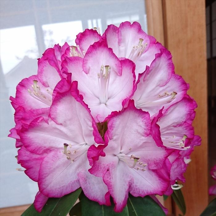 西洋シャクナゲ　石楠花 9号鉢　蕾付き　5年生 日本花キ流通 予約販売 シャクナゲ 夢路 5号鉢 開花予定株 西洋