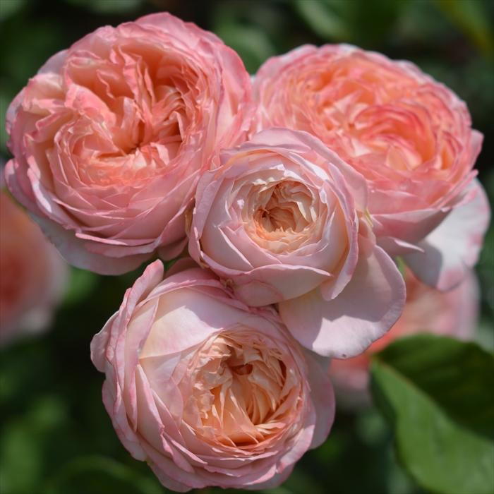 予約販売 バラ苗 バラ大苗 河本バラ園 コンフィチュール 品種登録出願