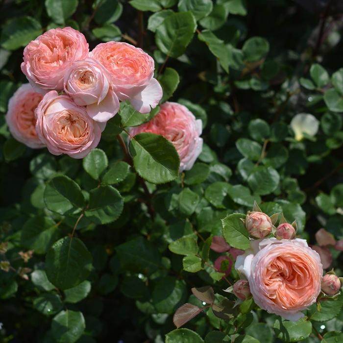 予約販売 バラ苗 バラ大苗 河本バラ園 コンフィチュール 品種登録出願