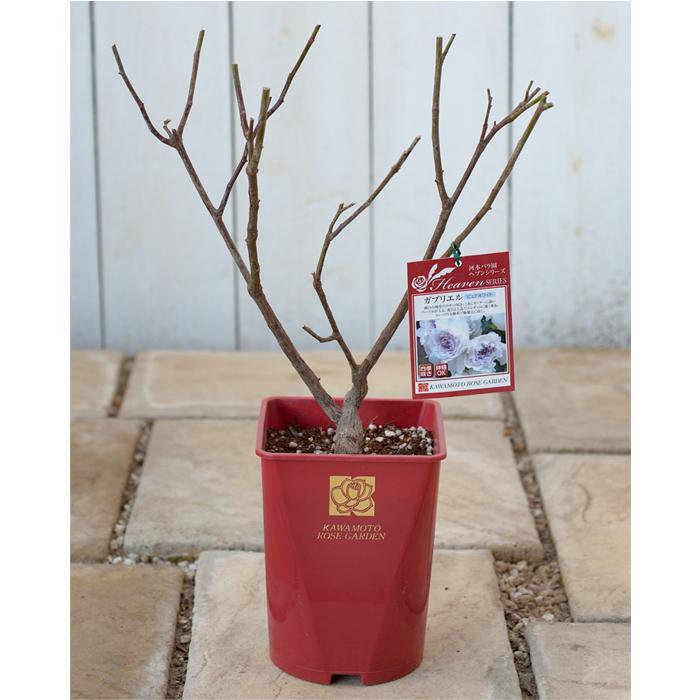 予約販売 バラ苗 バラ大苗 河本バラ園 コンフィチュール 品種登録出願