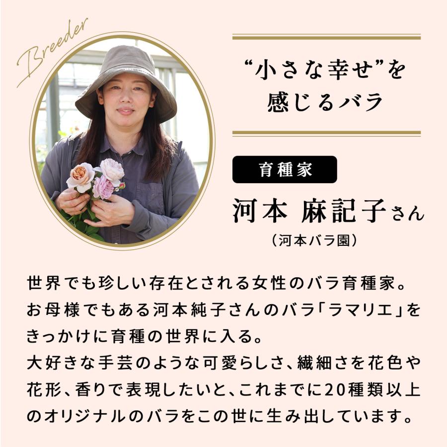 予約販売 バラ苗 バラ大苗 河本バラ園 コンフィチュール 品種