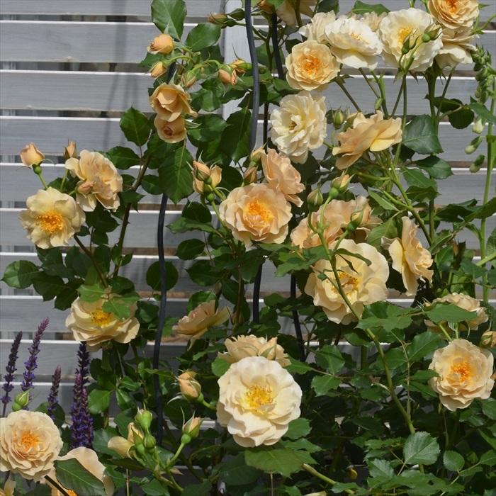 予約販売 バラ苗 バラ大苗 河本バラ園 ラブロッシュ 品種登録準備中