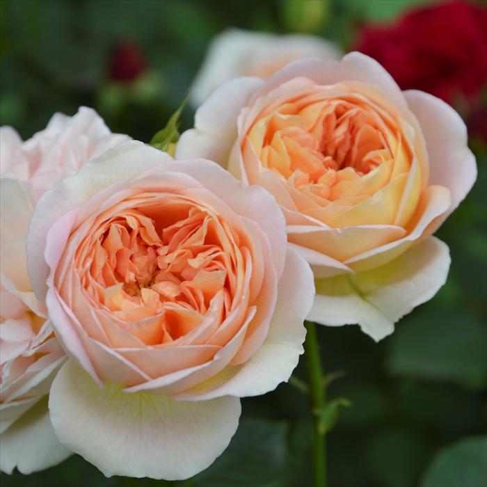 予約販売 バラ苗 バラ大苗 ロサ オリエンティス ジュールヴェルヌ 品種