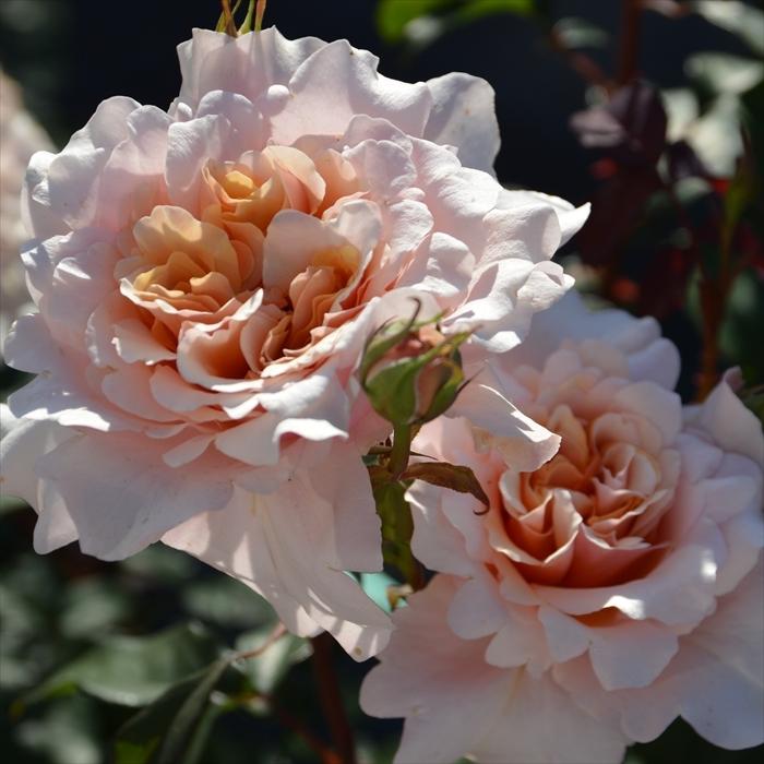 予約販売 バラ苗 バラ大苗 ロサ オリエンティス ベン ウェザースタッフ 四季咲き モーブピンク バラ 薔薇 Hao 12月上旬以降発送 Z フラワーネット日本花キ流通 通販 Yahoo ショッピング