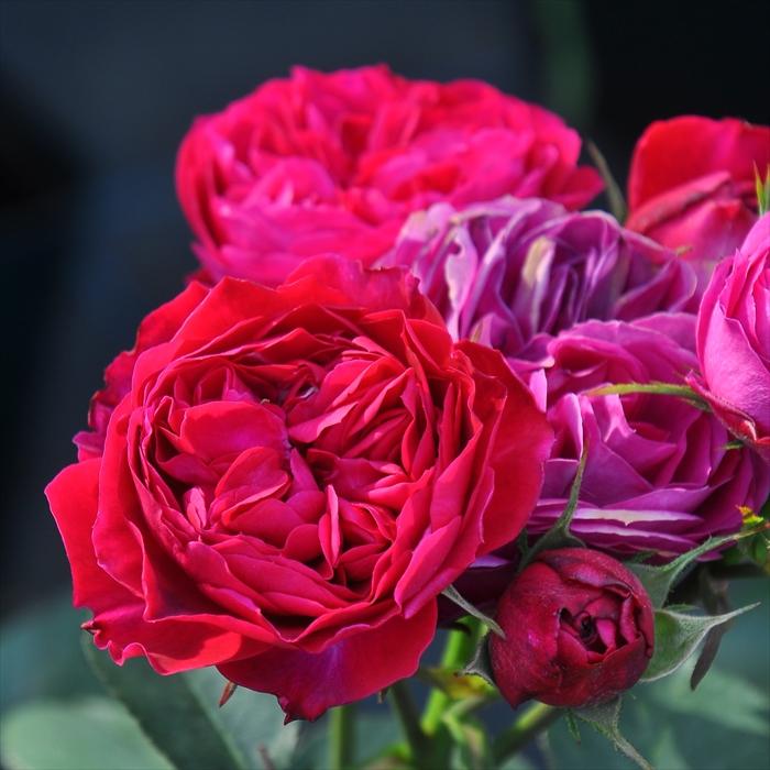 予約販売 バラ苗 バラ大苗 ロサ オリエンティス ルイス キャロル 品種登録出願中 四季咲き 黒赤 バラ 薔薇 ばら Hao 12月上旬以降発送 Z フラワーネット日本花キ流通 通販 Yahoo ショッピング