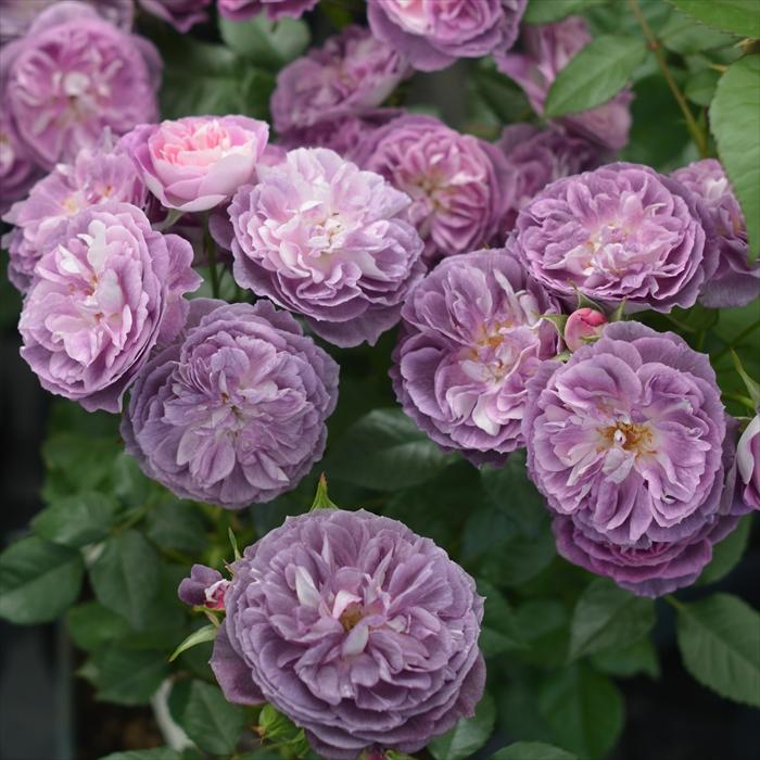 予約販売 バラ苗 バラ大苗 河本バラ園 リナルド 品種登録準備中