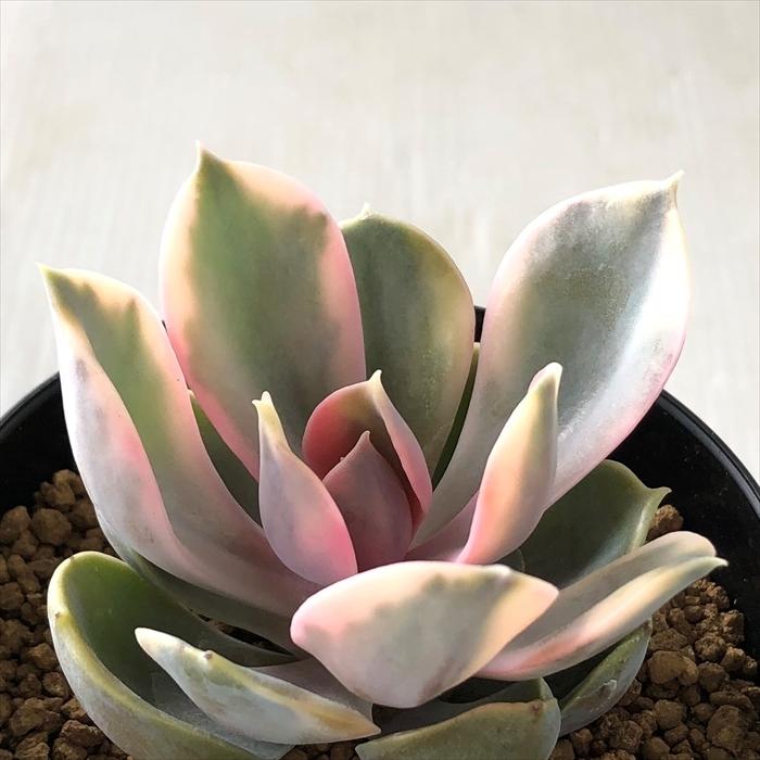 お得なキャンペーンを実施中 多肉植物 Nbエケベリア ウエストレインボー 多肉植物 エケベリア