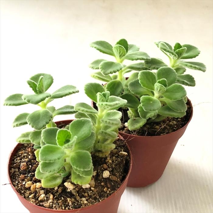 日本花キ流通 アロマティカス 苗 7.5cmポット 多肉植物 虫除け