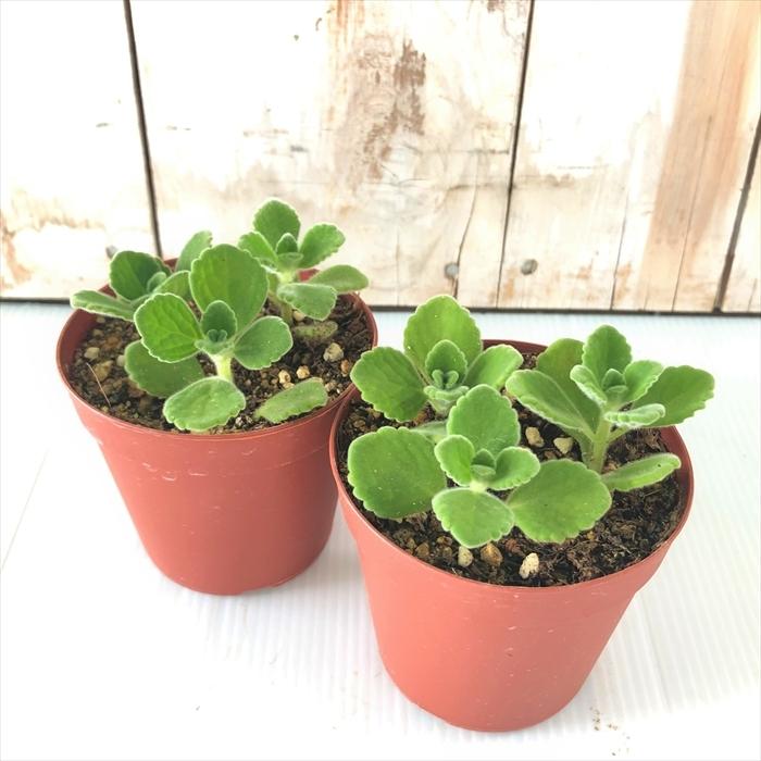 日本花キ流通 アロマティカス 苗 7.5cmポット 多肉植物 虫除け