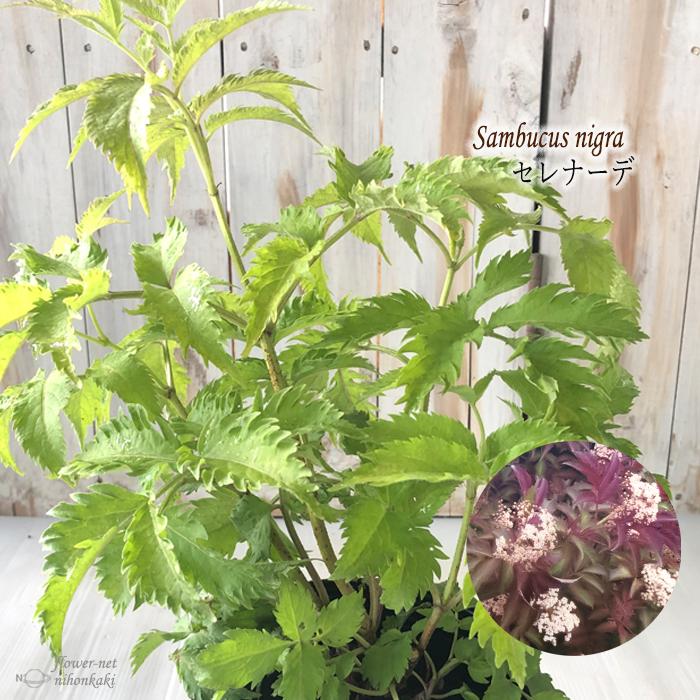 西洋ニワトコ セレナーデ 5号ポット サンブカス 苗木 庭木 エルダーベリー Z フラワーネット日本花キ流通 通販 Yahoo ショッピング