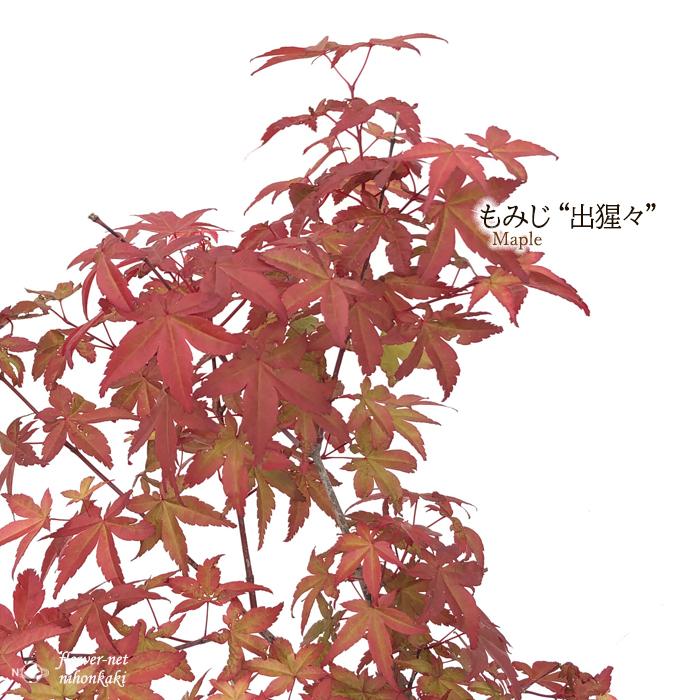 予約販売 もみじ 出猩々 12cmポット 紅葉 モミジ 苗木 花木 庭木 Take 4月中旬以降発送 Z フラワーネット日本花キ流通 通販 Yahoo ショッピング