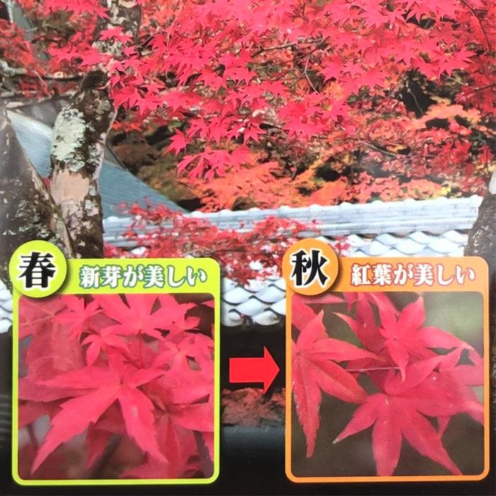 日本花キ流通 予約販売 もみじ 出猩々 12cmポット 接木苗 紅葉 モミジ