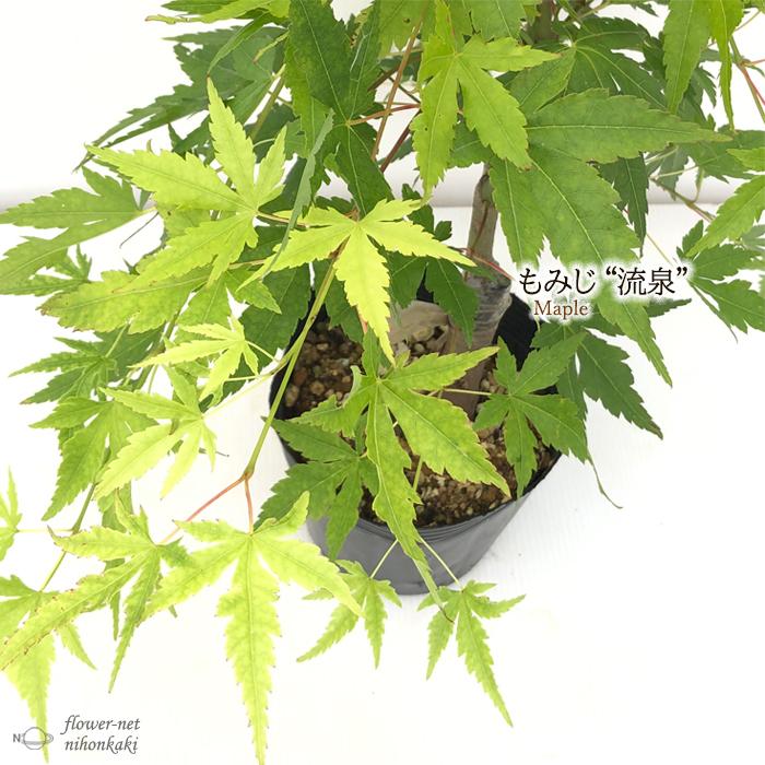 日本花キ流通 予約販売 もみじ 流泉 12cmポット 接木苗 紅葉 モミジ