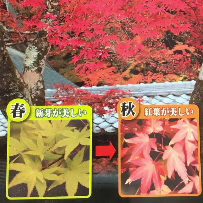 日本花キ流通 予約販売 もみじ 流泉 12cmポット 接木苗 紅葉 モミジ