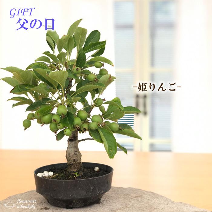 父の日ギフト 姫りんご 鉢植え 5号鉢 実物 送料無料 ギフト 贈り物 ヒメリンゴ プレゼント ミニ盆栽 ひめ林檎 盆栽 姫リンゴ