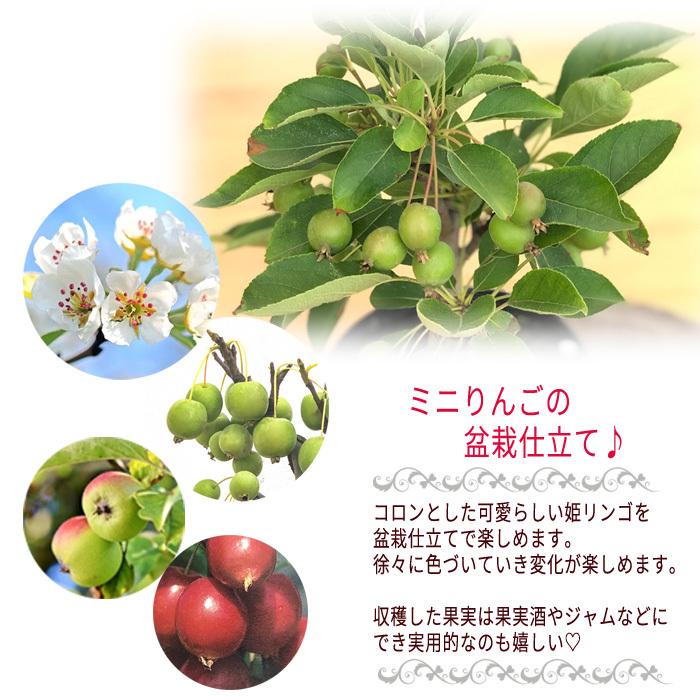 父の日ギフト 姫りんご 低価格 鉢植え 5号鉢 送料無料 ギフト 贈り物 ミニ盆栽 姫リンゴ プレゼント 盆栽 ひめ林檎 ヒメリンゴ
