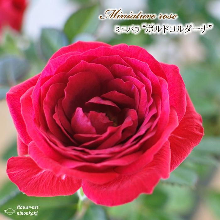 予約販売 ミニバラ ボルドコルダーナ 3号ポット バラ 薔薇 バラ苗 苗 Mnu 10月下旬以降発送 Z フラワーネット日本花キ流通 通販 Yahoo ショッピング