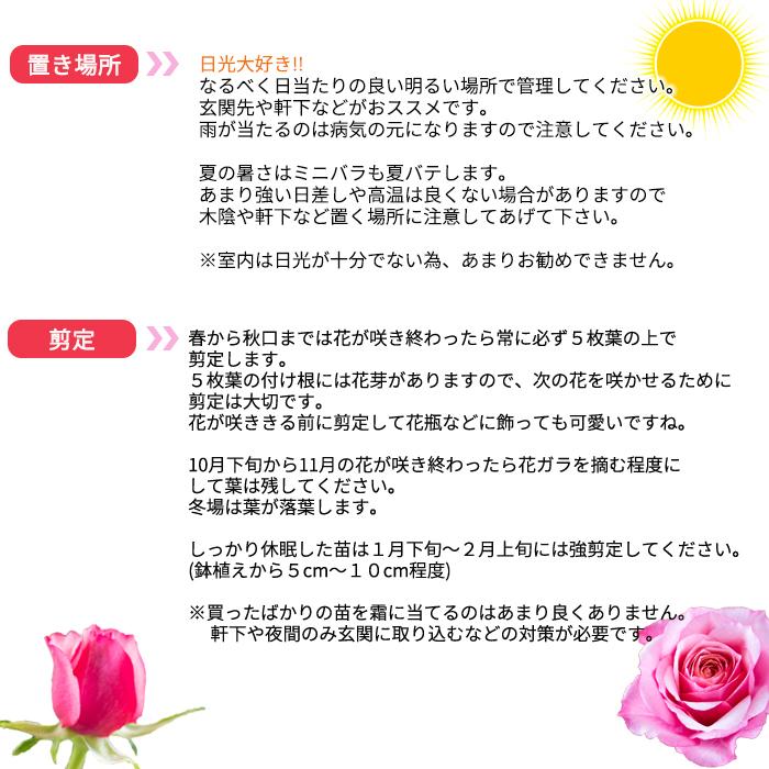予約販売 ミニバラ モーニングブルーオプティマ 3号ポット バラ 薔薇 バラ苗 苗 Mnu 3月上旬以降発送 Z フラワーネット日本花キ流通 通販 Yahoo ショッピング