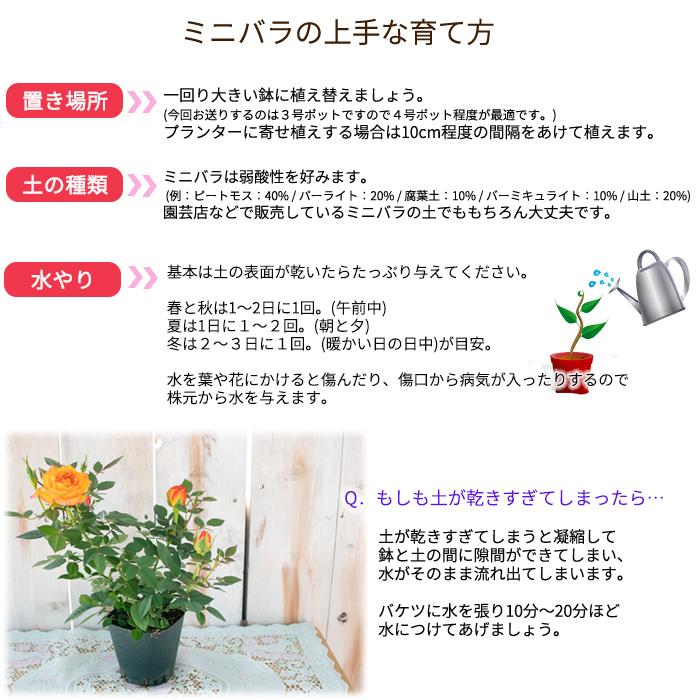 予約販売 ミニバラ ラブリープリンセスオプティマ 3号ポット バラ 薔薇 バラ苗 苗 mnu 10月下旬以降発送｜flower-net｜04