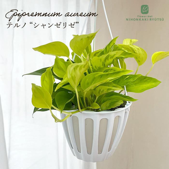 ポトス テルノ シャンゼリゼ 5号鉢 観葉植物 インテリア おしゃれ Z フラワーネット日本花キ流通 通販 Yahoo ショッピング