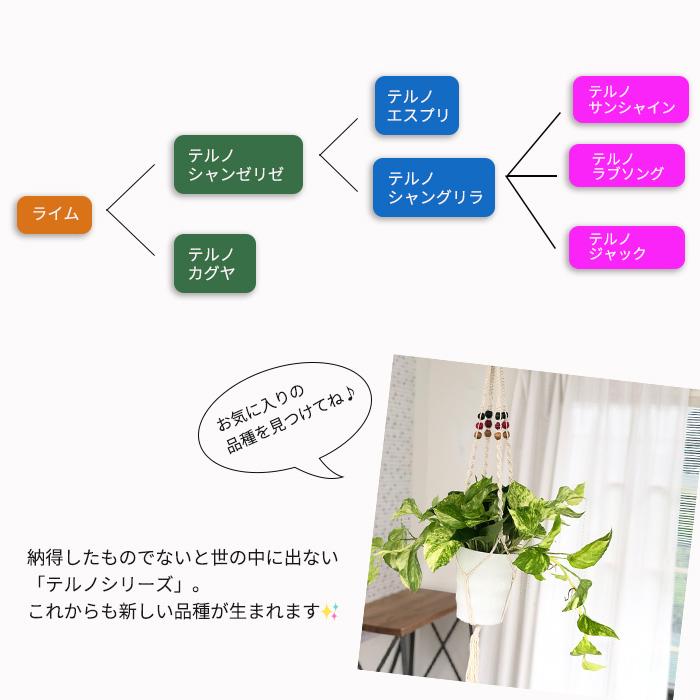 観葉植物 ポトス テルノ No.009 シャンゼリゼ 5号鉢 吊り鉢 吊り下げ
