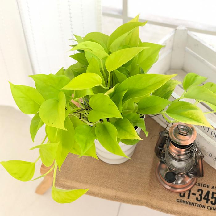 観葉植物 ポトス テルノ No.009 シャンゼリゼ 5号鉢 吊り鉢 吊り