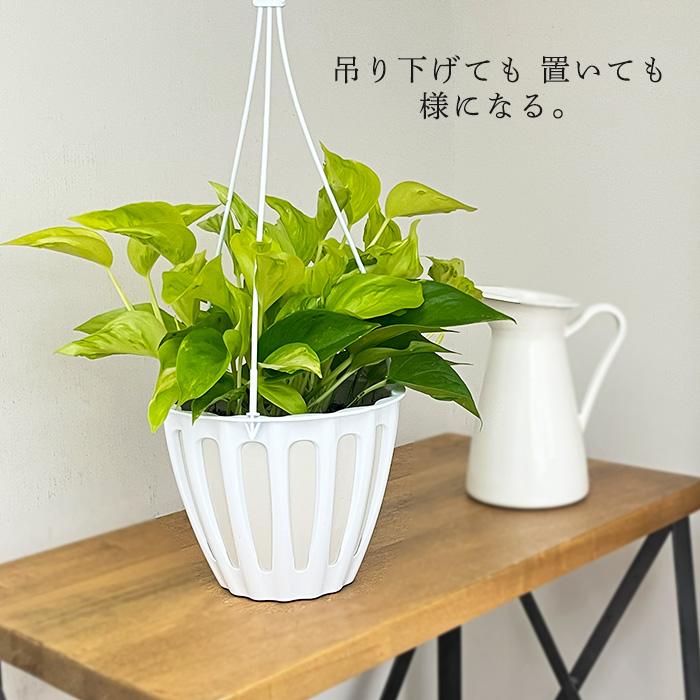 観葉植物 ポトス テルノ No.009 シャンゼリゼ 5号鉢 吊り鉢 吊り下げ