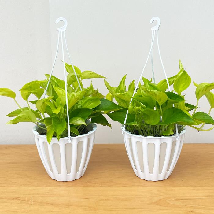 観葉植物 ポトス テルノ No.009 シャンゼリゼ 5号鉢 吊り鉢 吊り下げ