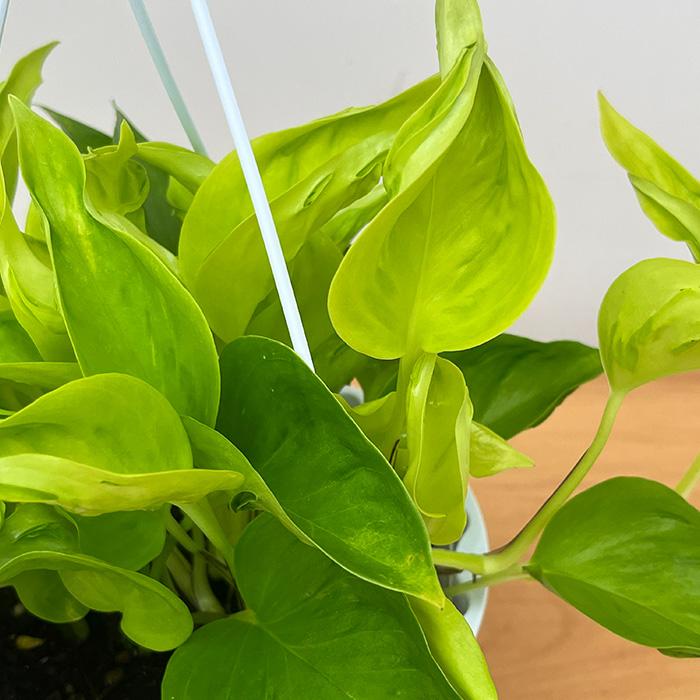 観葉植物 ポトス テルノ No.009 シャンゼリゼ 5号鉢 吊り鉢 吊り下げ