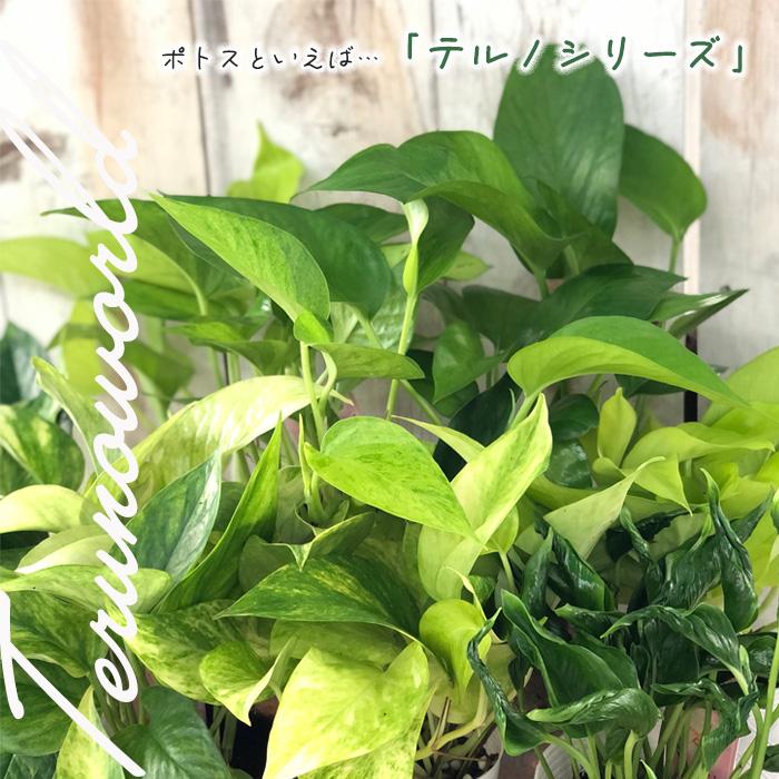 観葉植物 ポトス テルノ No.015 ヒミコ 5号鉢 吊り鉢 吊り下げ