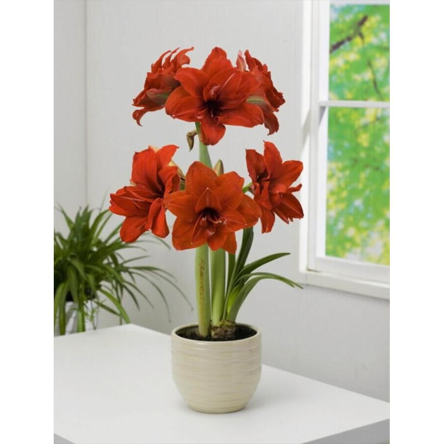 予約販売 花の大和 球根 ポット植えアマリリス八重咲き レッド