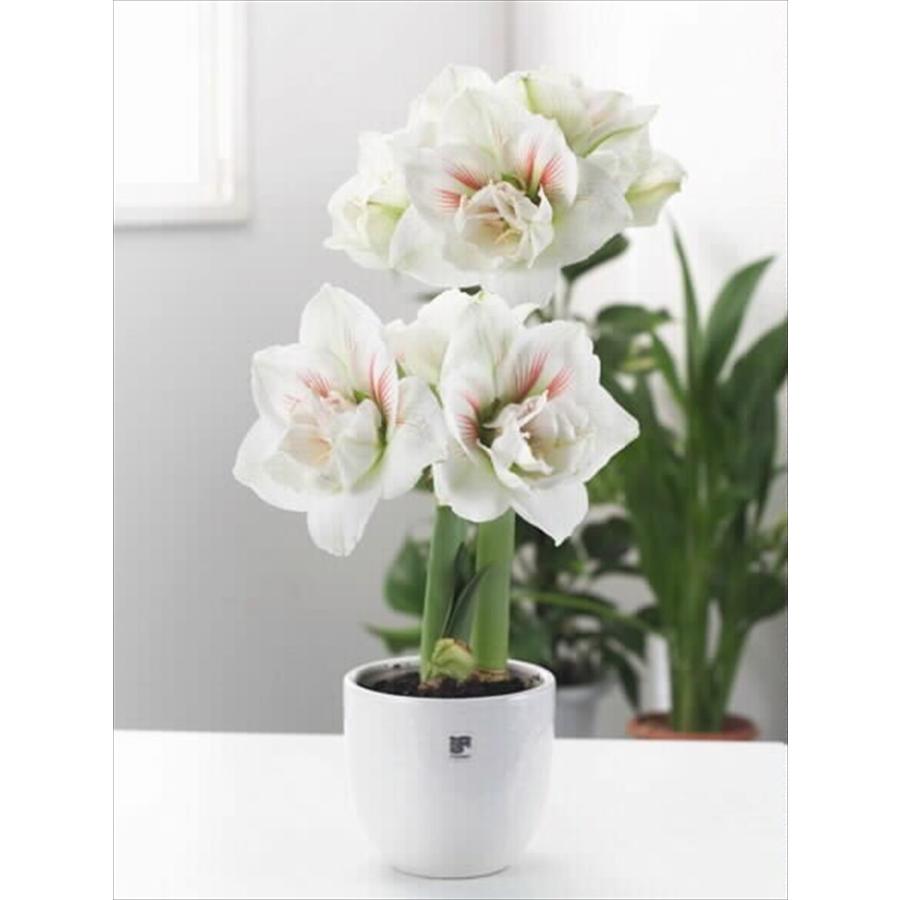 花の大和 球根 ポット植えアマリリス八重咲き ニンフ 1球 hyk