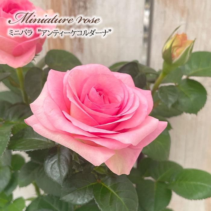 予約販売 ミニバラ アンティークコルダーナ 3号ポット バラ 薔薇 バラ苗 苗 Bry 10月下旬以降発送 Z フラワーネット日本花キ流通 通販 Yahoo ショッピング