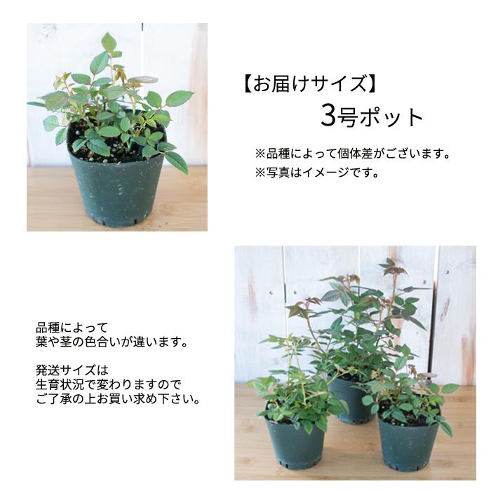 予約販売 ミニバラ オレンジ 3号ポット バラ 薔薇 バラ苗 苗 Bry 3月上旬以降発送 Z フラワーネット日本花キ流通 通販 Yahoo ショッピング