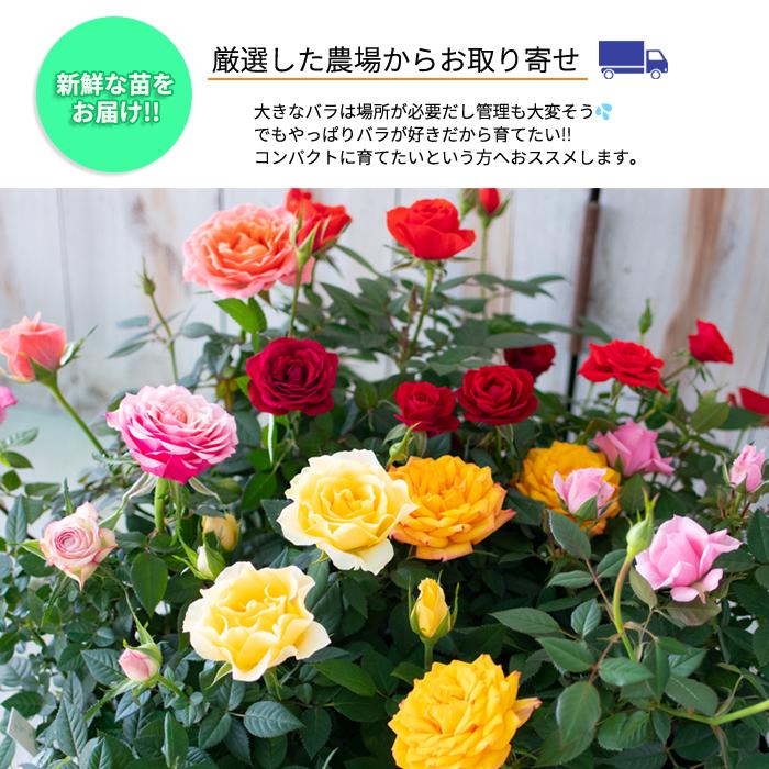 日本花キ流通 予約販売 ミニバラ サンメイドコルダーナ 登録品種 3号