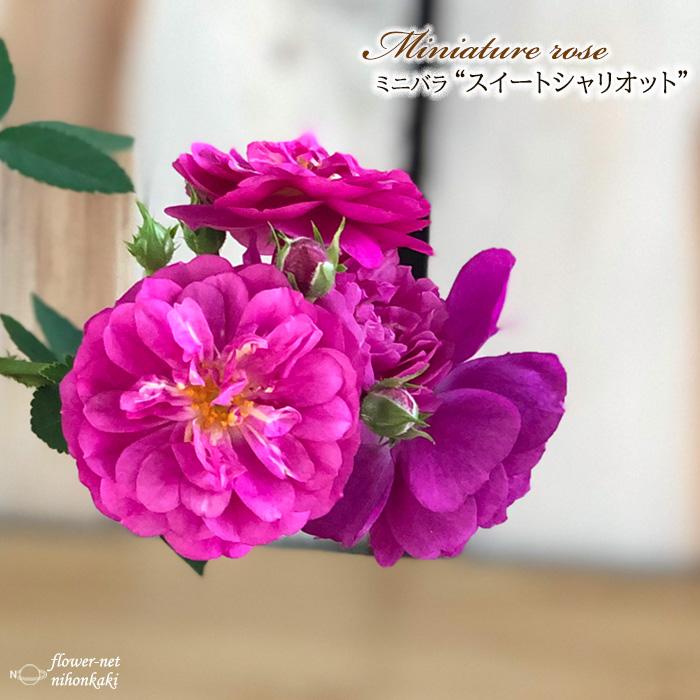 予約販売 ミニバラ スイートシャリオット 3号ポット バラ 薔薇 バラ苗 苗 Bry 10