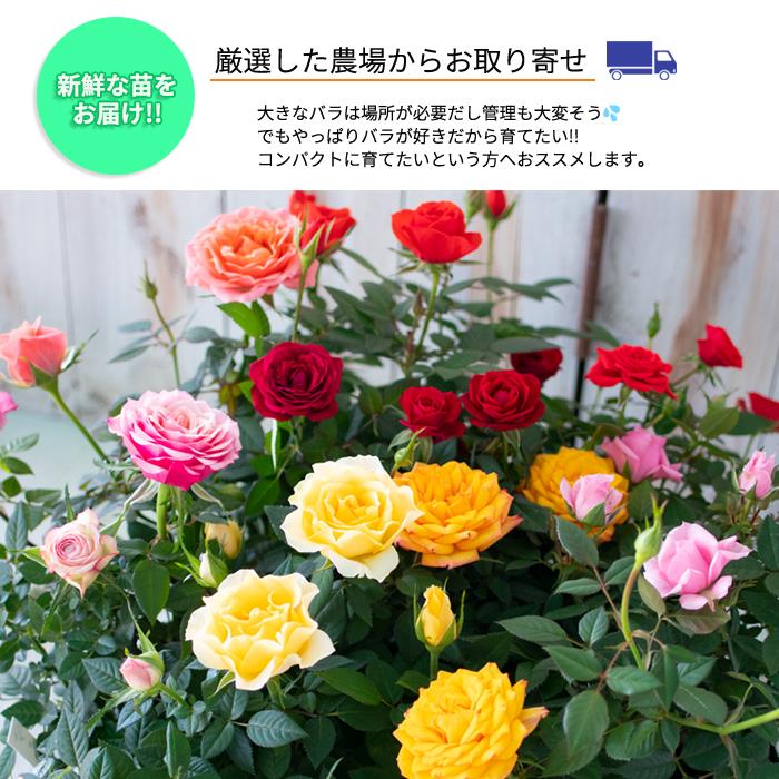 予約販売 ミニバラ スイートシャリオット 再販ご予約限定送料無料 3号ポット バラ 苗 薔薇 10月下旬以降発送 バラ苗 Bry